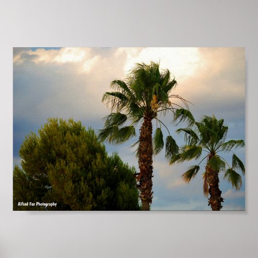 Tropische Palm Schemering Poster (Voorkant)