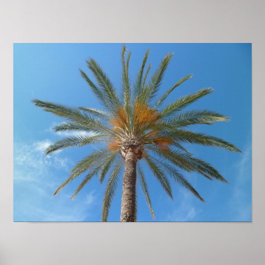 Tropische palmboom en blauwe hemel poster (Voorkant)