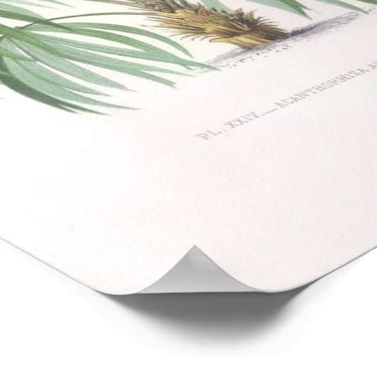 tropische palmen, palmboom poster (Hoek)