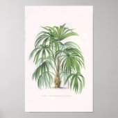 tropische palmen, palmboom poster (Voorkant)