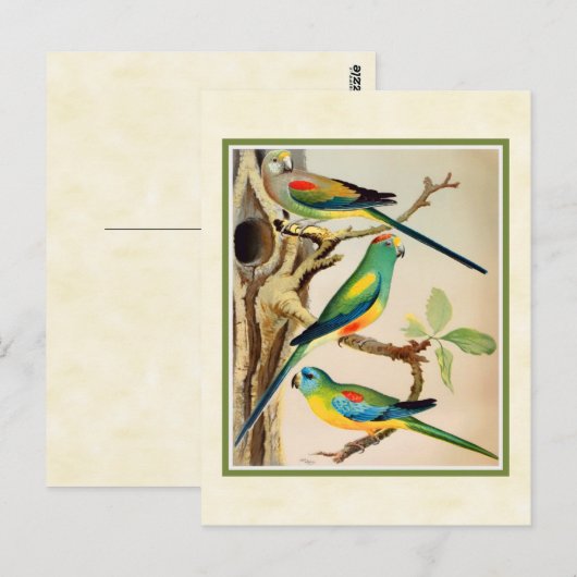  tropische parkieten briefkaart (Voorkant / Achterkant)