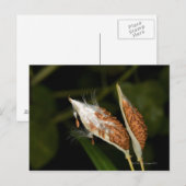 Tropische peulvruchten van het Milkweed-zaad (Ascl Briefkaart (Voorkant / Achterkant)