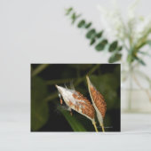 Tropische peulvruchten van het Milkweed-zaad (Ascl Briefkaart (Staand voorkant)