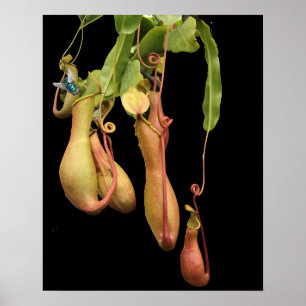Tropische Pitcher Plant en Bromvlieg Poster