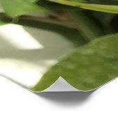 Tropische Pitcher Plant Poster (Hoek)