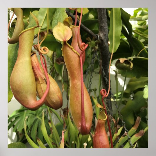 Tropische Pitcher Plant Poster (Voorkant)
