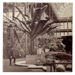Tropische Planten in de Egyptische Kamer Crystal P Tegeltje