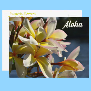 Tropische Plumeria Frangipani Bloemen Bloemige Alo Briefkaart
