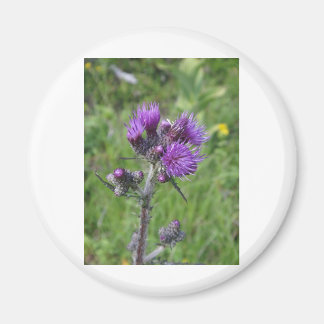 Tropische purple magneet