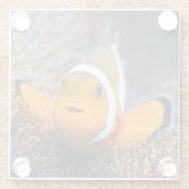 Tropische rifvis - Clownvis Glazen Onderzetter (Achterkant)