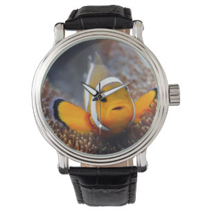 Tropische rifvis - Clownvis Horloge
