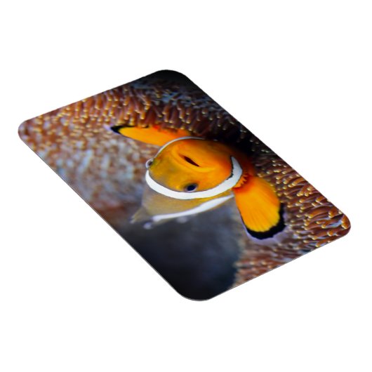 Tropische rifvis - Clownvis Magneet (Rechterzijde)