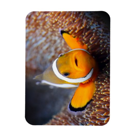 Tropische rifvis - Clownvis Magneet (Verticaal)