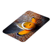 Tropische rifvis - Clownvis Magneet (Linkerzijde)