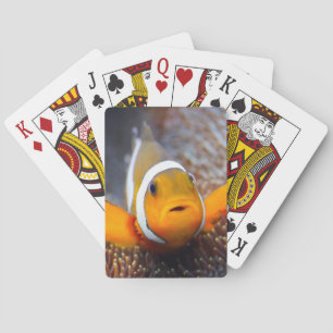 Tropische rifvissen - Clownvis Pokerkaarten