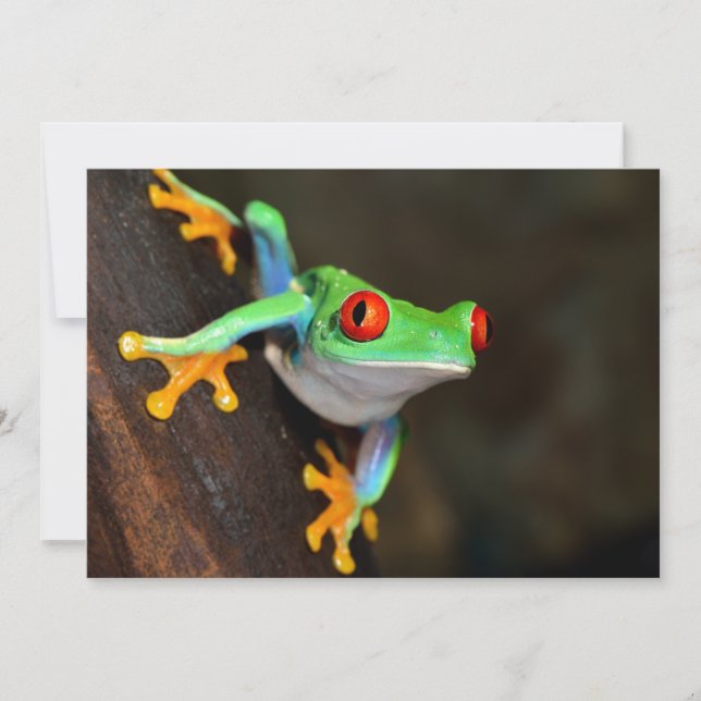 Tropische rode ogen kikker - Agalychnis Callidryas (Voorkant)