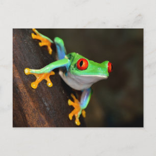 Tropische rode ogen kikker - Agalychnis Callidryas Briefkaart