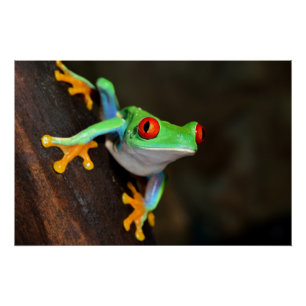 Tropische rode ogen kikker - Agalychnis Callidryas Poster