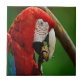 Tropische rode papegaai tegeltje (Voorkant)