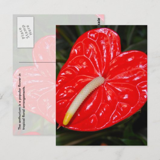 Tropische rode ventilator briefkaart (Voorkant / Achterkant)