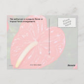 Tropische rode ventilator briefkaart (Achterkant)