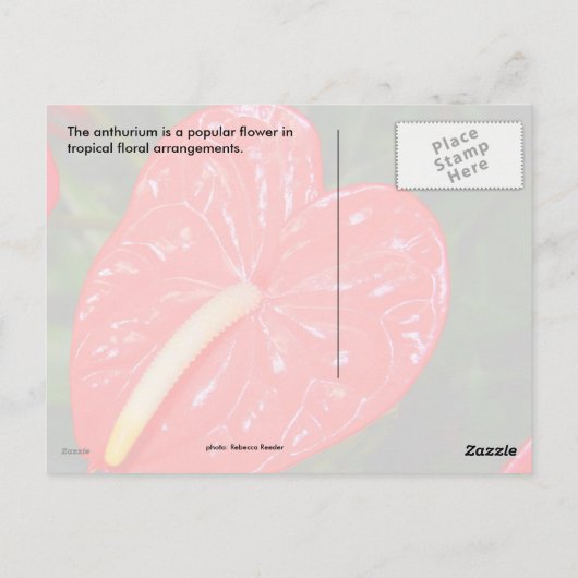 Tropische rode ventilator briefkaart (Achterkant)