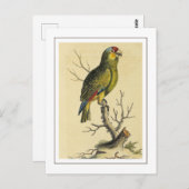  tropische roodkleurige Amazone papegaaivogel Briefkaart (Voorkant / Achterkant)