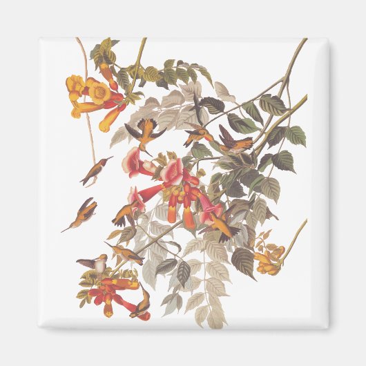 Tropische roofvogels van Audubon Magneet (Voorkant)