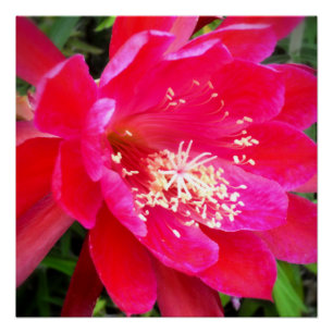 Tropische Roze Bloem Foto Perfect Poster