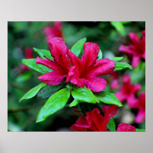 Tropische roze bloemen poster (Voorkant)