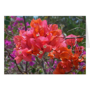 Tropische roze Bougainvillea Island Floral