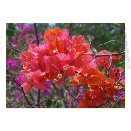 Tropische roze Bougainvillea Island Floral (Voorkant Horizontaal)