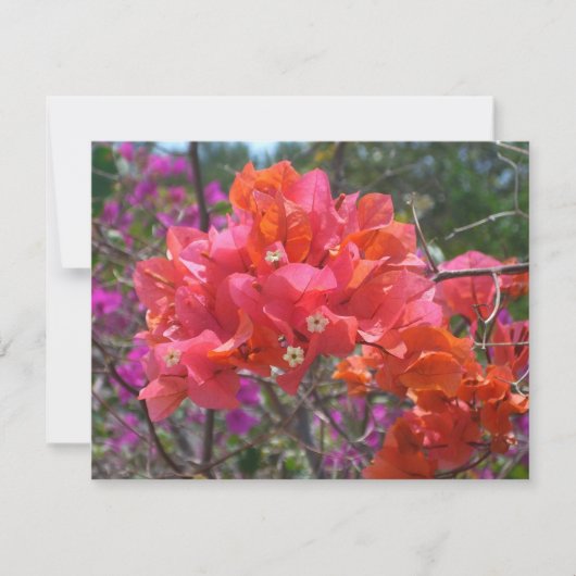 Tropische roze Bougainvillea Island Floral (Voorkant)