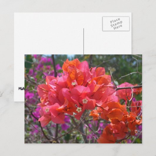 Tropische roze Bougainvillea Island Floral Briefkaart (Voorkant / Achterkant)