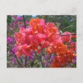 Tropische roze Bougainvillea Island Floral Briefkaart (Voorkant)