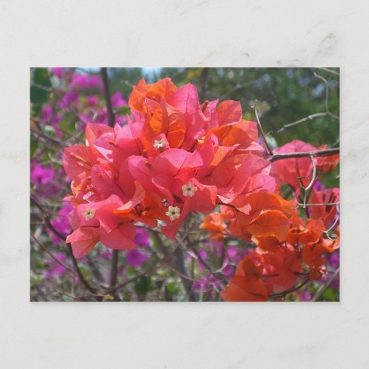 Tropische roze Bougainvillea Island Floral Briefkaart (Voorkant)