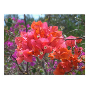 Tropische roze Bougainvillea Island Floral Foto Afdruk