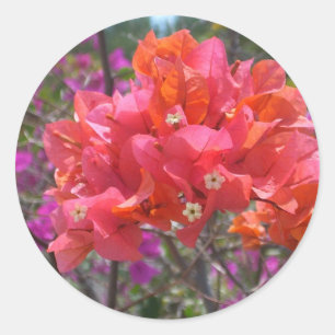 Tropische roze Bougainvillea Island Floral Ronde Sticker