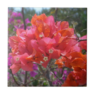 Tropische roze Bougainvillea Island Floral Tegeltje