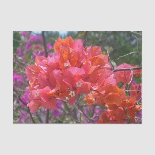 Tropische roze Bougainvillea Island Floral Tissuepapier (Voorkant)