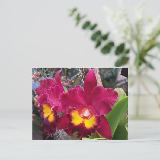 Tropische roze fuschia cattleya orchidebloem briefkaart (Staand voorkant)