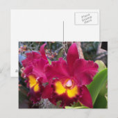 Tropische roze fuschia cattleya orchidebloem briefkaart (Voorkant / Achterkant)