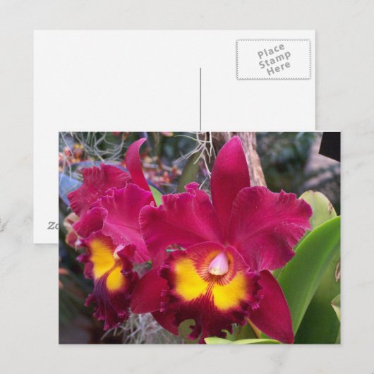 Tropische roze fuschia cattleya orchidebloem briefkaart (Voorkant / Achterkant)