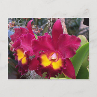 Tropische roze fuschia cattleya orchidebloem briefkaart