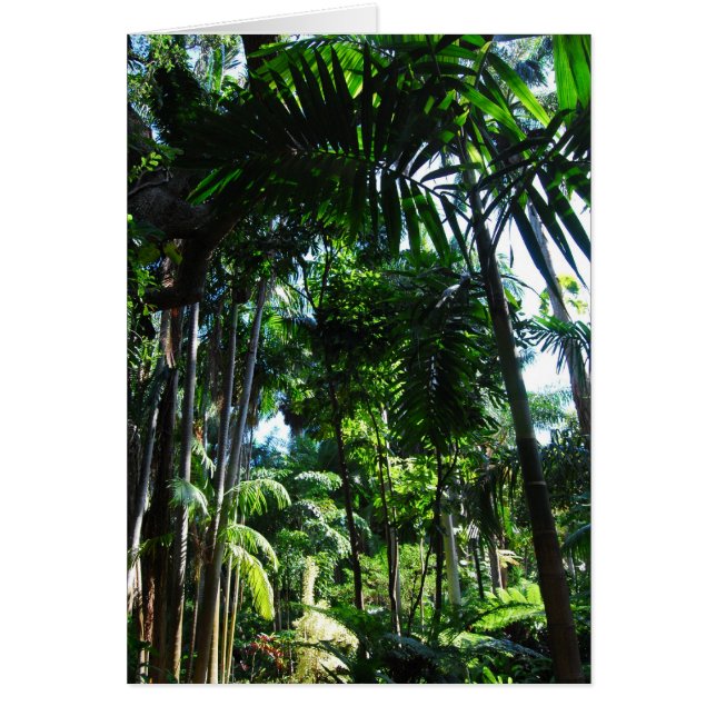 Tropische schoonheid (Voorkant)