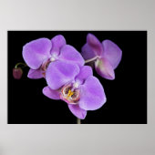 Tropische schoonheid poster (Voorkant)