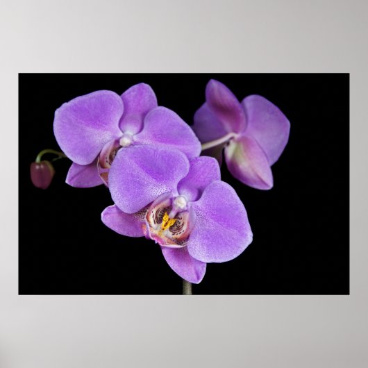 Tropische schoonheid poster (Voorkant)