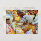 Tropische seashells Fotografie-Briefkaarten Briefkaart (Voorkant / Achterkant)