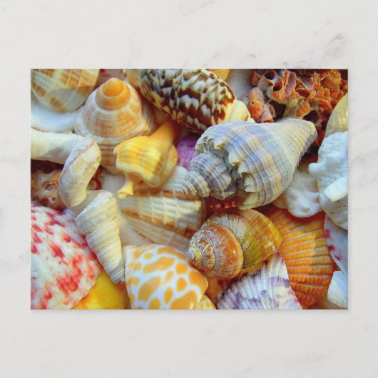 Tropische seashells Fotografie-Briefkaarten Briefkaart (Voorkant)