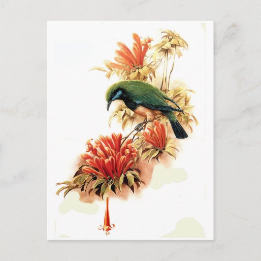 Tropische Splendor Briefkaart (Voorkant)